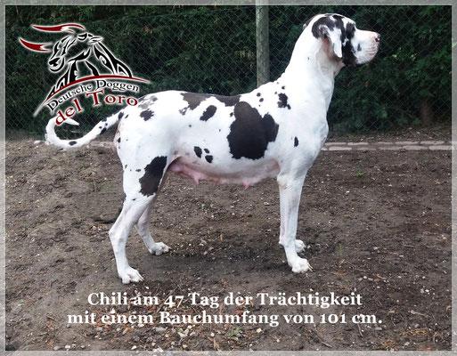 Alles über den wachsenden Bauch einer trächtigen Hündin Alles über den wachsenden Bauch einer trächtigen Hündin