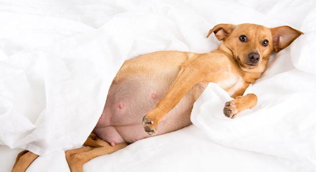 Wann ist der richtige Zeitpunkt für das Wachstum des Bauchs bei trächtigen Hündinnen? Wann ist der richtige Zeitpunkt für das Wachstum des Bauchs bei trächtigen Hündinnen?