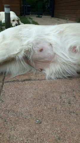 Wann wächst der Bauch einer trächtigen Hündin? Wann wächst der Bauch einer trächtigen Hündin?