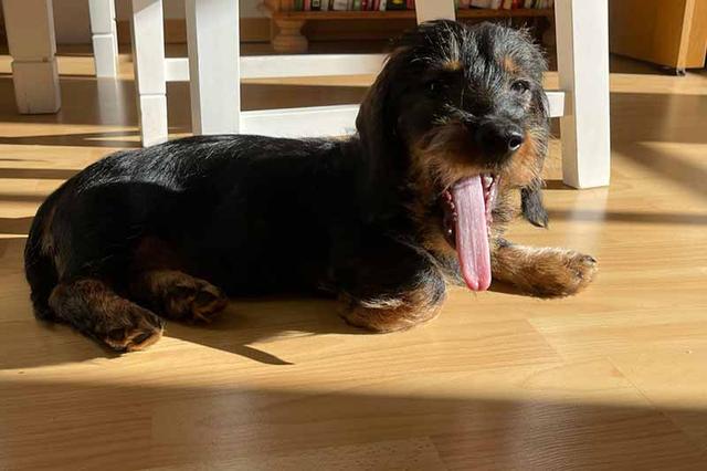 Ab welchem Alter werden Dackel ruhiger?