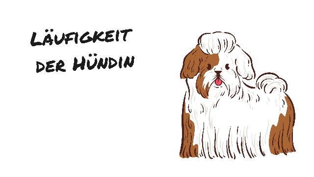 Vorbereitung auf die Läufigkeit: Tipps für Hundebesitzer. Vorbereitung auf die Läufigkeit: Tipps für Hundebesitzer.