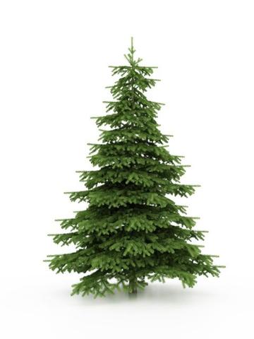 Berlin: Wichtige Informationen zur Abholung von Weihnachtsbäumen Berlin: Wichtige Informationen zur Abholung von Weihnachtsbäumen