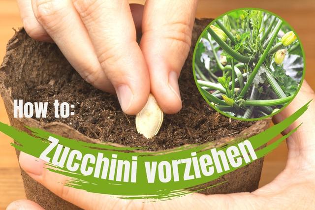 Früh starten: Die richtige Zeit für das Vorziehen von Zucchini Früh starten: Die richtige Zeit für das Vorziehen von Zucchini