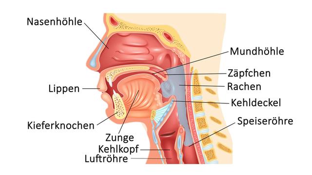 Dringender Handlungsbedarf bei Rachenentzündung: Diese Anzeichen sollten Sie nicht ignorieren.