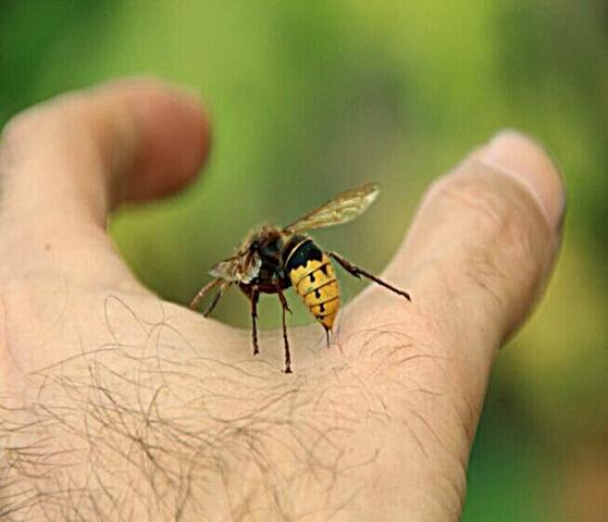 Hornissenstich: Ab wann wird ein Arztbesuch empfohlen? Hornissenstich: Ab wann wird ein Arztbesuch empfohlen?