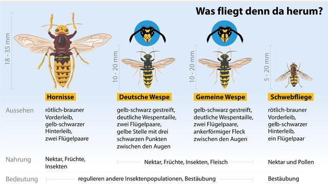 Wann sollte man nach einem Hornissenstich einen Arzt aufsuchen? Wann sollte man nach einem Hornissenstich einen Arzt aufsuchen?