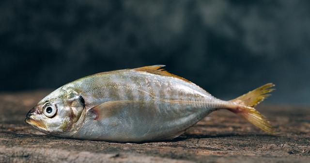 5. Unterschiede zwischen Fisch und Fleisch in der Fastenzeit 5. Unterschiede zwischen Fisch und Fleisch in der Fastenzeit