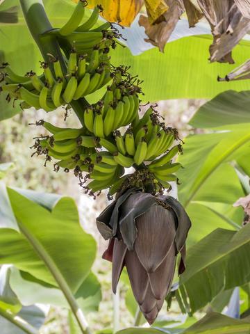 Die Entwicklung von Bananen: Warum sie zunächst nach unten wachsen und dann nach oben zum Licht streben Die Entwicklung von Bananen: Warum sie zunächst nach unten wachsen und dann nach oben zum Licht streben