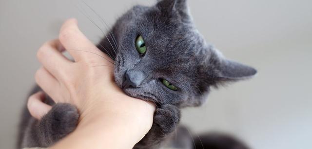 Ursachen für Katzenbisse: Warum deine Katze dich beißt Ursachen für Katzenbisse: Warum deine Katze dich beißt