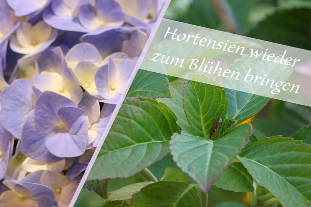 Probleme mit der Blüte meiner Hortensie - Ursachen und Lösungen Probleme mit der Blüte meiner Hortensie - Ursachen und Lösungen