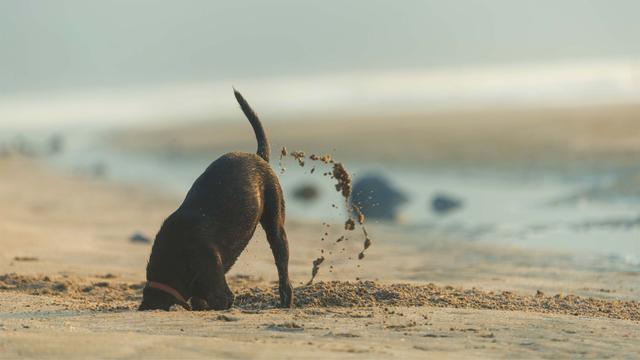 Verstehen Sie das Buddelverhalten Ihres Hundes: Warum graben Hunde? Verstehen Sie das Buddelverhalten Ihres Hundes: Warum graben Hunde?
