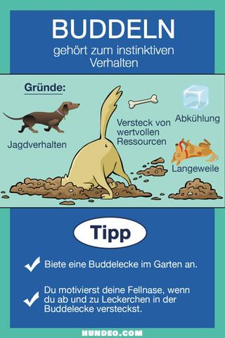 Tipps und Tricks, um das Graben Ihres Hundes zu kontrollieren Tipps und Tricks, um das Graben Ihres Hundes zu kontrollieren