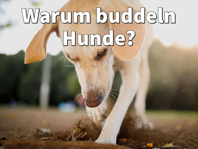 Warum buddeln Hunde? Die Gründe hinter dem Grabverhalten unserer Vierbeiner Warum buddeln Hunde? Die Gründe hinter dem Grabverhalten unserer Vierbeiner