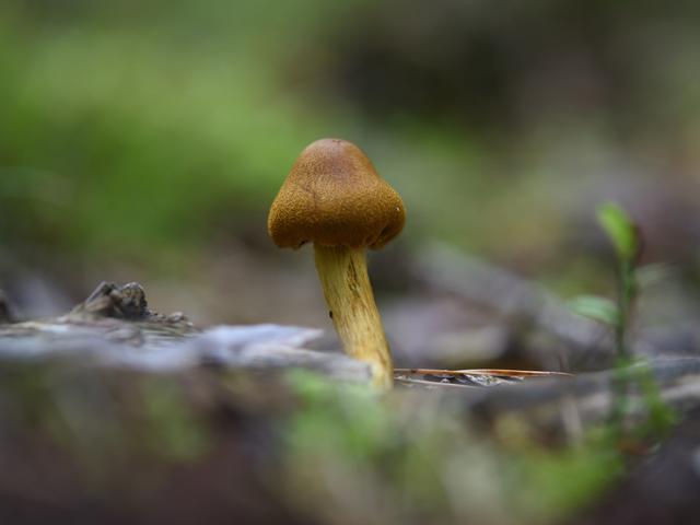 Warum erinnert die Form der Penisspitze an einen Pilz? Tiktok liefert Antworten Warum erinnert die Form der Penisspitze an einen Pilz? Tiktok liefert Antworten