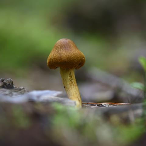 Das Geheimnis der pilzförmigen Penisspitze: Tiktok-User erklärt es anschaulich Das Geheimnis der pilzförmigen Penisspitze: Tiktok-User erklärt es anschaulich