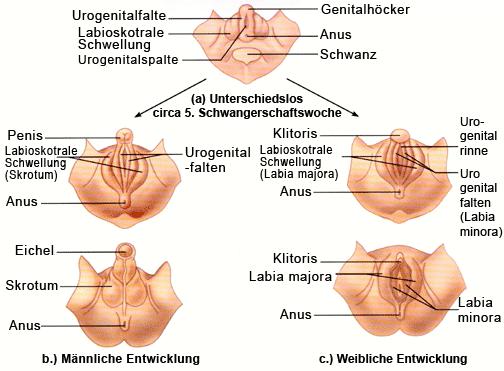 Die wissenschaftliche Erklärung für die Form der Penisspitze Die wissenschaftliche Erklärung für die Form der Penisspitze
