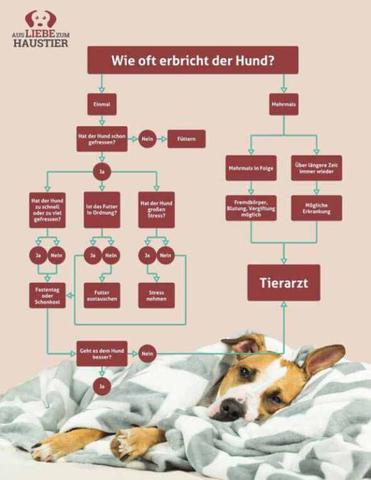 Häufige Ursachen für Erbrechen bei Hunden