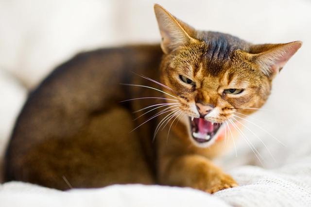 Versteh das Fauchverhalten deiner Katze: Gründe und Tipps Versteh das Fauchverhalten deiner Katze: Gründe und Tipps