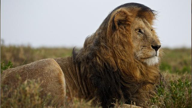 Gemeinsames Gähnen: Warum es ansteckend ist und soziale Vorteile bringt Gemeinsames Gähnen: Warum es ansteckend ist und soziale Vorteile bringt