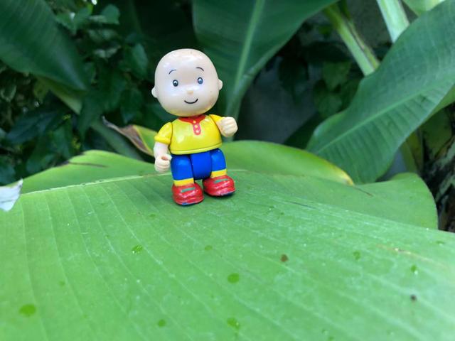 Warum trägt Caillou eine Glatze? Die Erklärung.