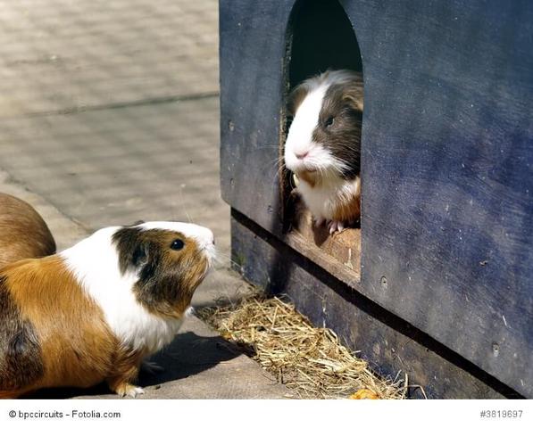 Die verschiedenen Ursprünge des Namens "Meerschweinchen"