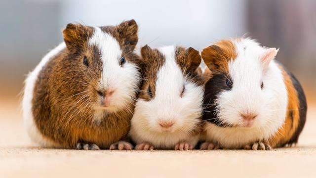 Hintergründe zur Namensgebung von Meerschweinchen - Alles, was du wissen musst