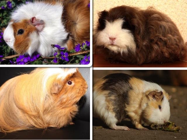 Ein Blick in die Vergangenheit: Wie das Meerschweinchen zu seinem Namen kam