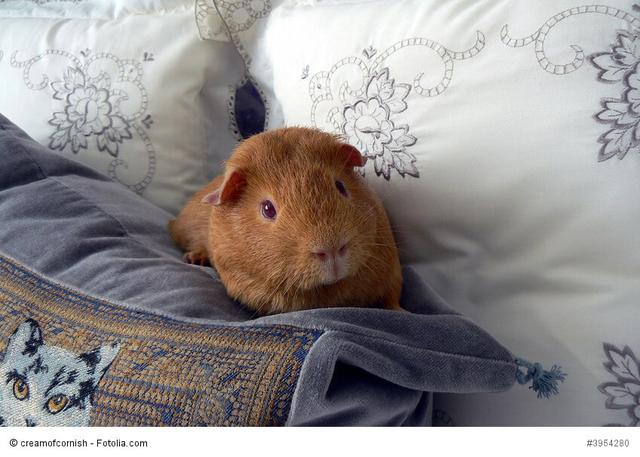 Die Herkunft des Namens "Meerschweinchen" - Eine spannende Aufklärung