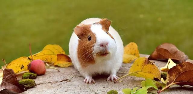 Die Bedeutung hinter dem Namen "Meerschweinchen" enthüllt