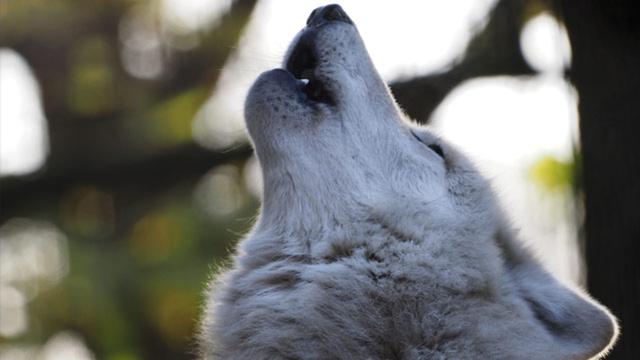 Warum heulen Wölfe? Ein Blick auf die Gründe hinter diesem Verhalten Warum heulen Wölfe? Ein Blick auf die Gründe hinter diesem Verhalten