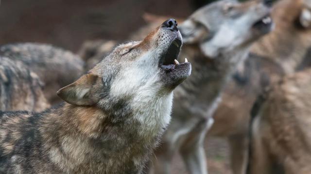Das Geheimnis des Wolfsgeheuls: Eine tiefergehende Betrachtung der Ursachen Das Geheimnis des Wolfsgeheuls: Eine tiefergehende Betrachtung der Ursachen