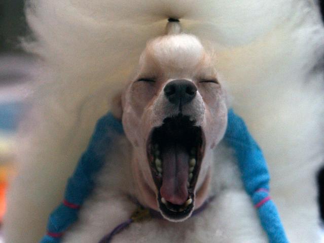 Das Phänomen des ansteckenden Gähnens bei Mensch und Hund: Eine gemeinsame Empathie?