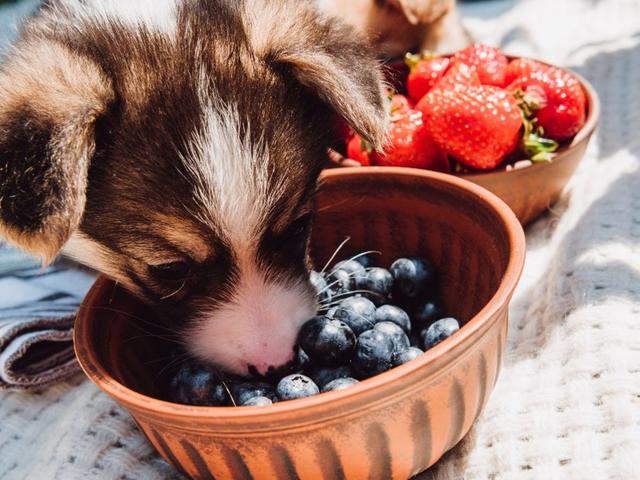 Auf den Geschmack kommen: Warum dürfen Hunde Heidelbeeren essen?