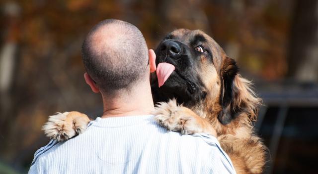 Warum lecken Hunde Menschen Ohren? Das Verhalten und seine Bedeutung