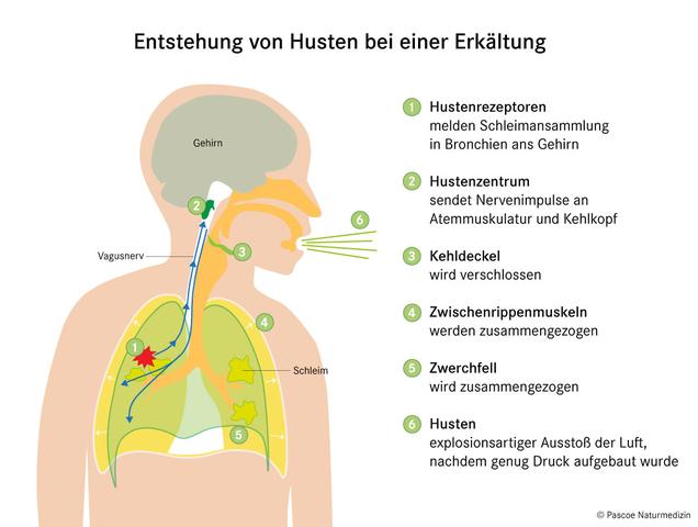 Trockener Husten in der Nacht: Warum verschlimmert er sich? Trockener Husten in der Nacht: Warum verschlimmert er sich?