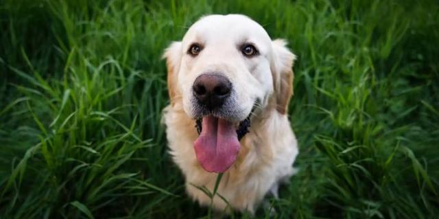 Von Warnlauten bis zur Revierverteidigung: Warum Hunde jaulen und was es bedeutet Von Warnlauten bis zur Revierverteidigung: Warum Hunde jaulen und was es bedeutet