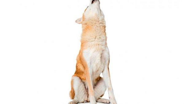 Hundejaulen verstehen: Von Warnlauten bis zur Revierverteidigung