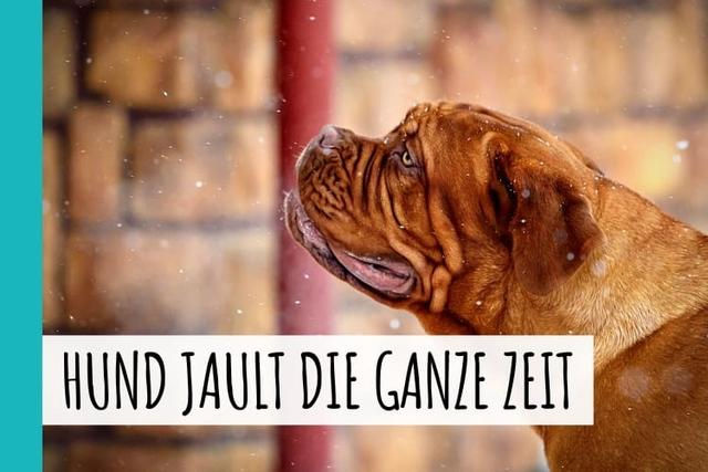 Wenn der Hund ständig jault: Ursachen und Lösungen