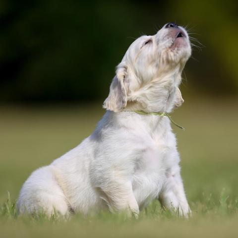 Warum jaulen Hunde? Die Bedeutung und Ursachen des Hundejaulens