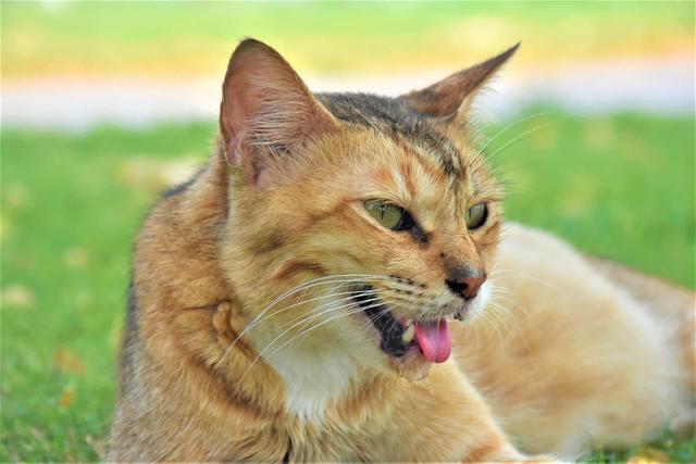 Was steckt hinter dem Hecheln bei Katzen? Mögliche Ursachen und Behandlungsmöglichkeiten Was steckt hinter dem Hecheln bei Katzen? Mögliche Ursachen und Behandlungsmöglichkeiten