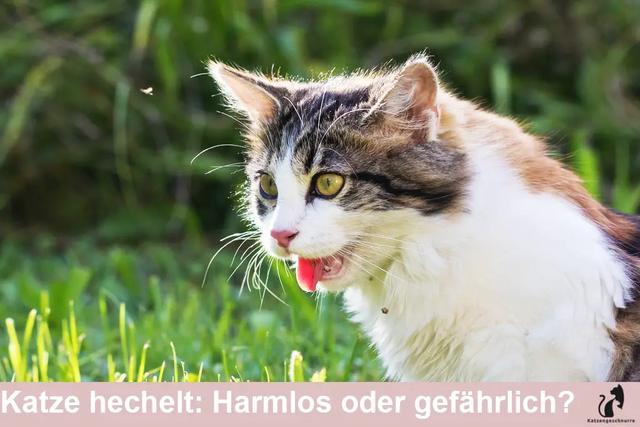 Ursachen für erhöhte Atemfrequenz und Hecheln bei Katzen Ursachen für erhöhte Atemfrequenz und Hecheln bei Katzen