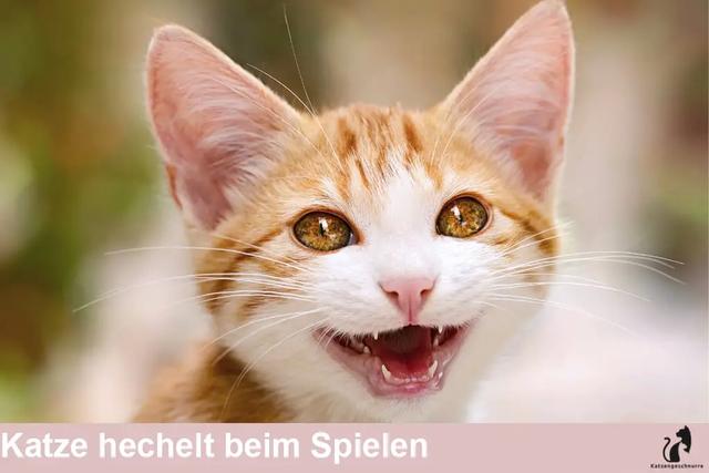 Hecheln bei Katzen: Normales Verhalten oder Anzeichen von Krankheit? Hecheln bei Katzen: Normales Verhalten oder Anzeichen von Krankheit?