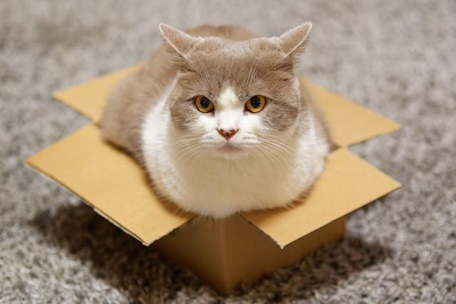 Kartonliebe: Warum Katzen verrückt nach Kartons sind Kartonliebe: Warum Katzen verrückt nach Kartons sind