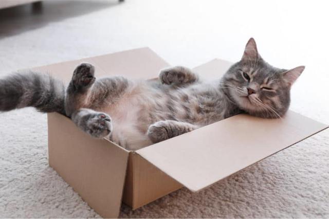 Die Wissenschaft dahinter: Warum Katzen eine besondere Vorliebe für Kartons haben Die Wissenschaft dahinter: Warum Katzen eine besondere Vorliebe für Kartons haben