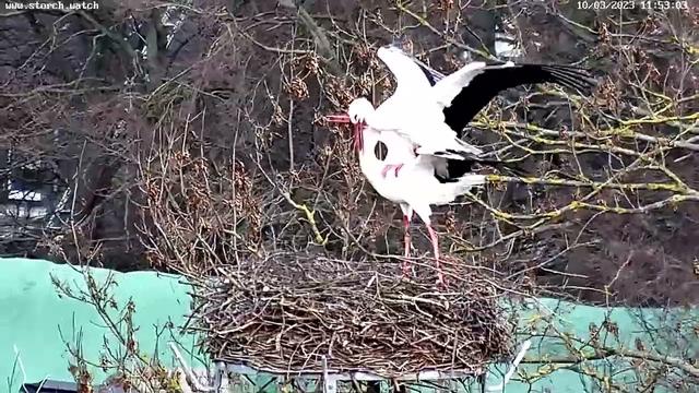 Das Klappern der Störche: Eine besondere Kommunikationsform Das Klappern der Störche: Eine besondere Kommunikationsform