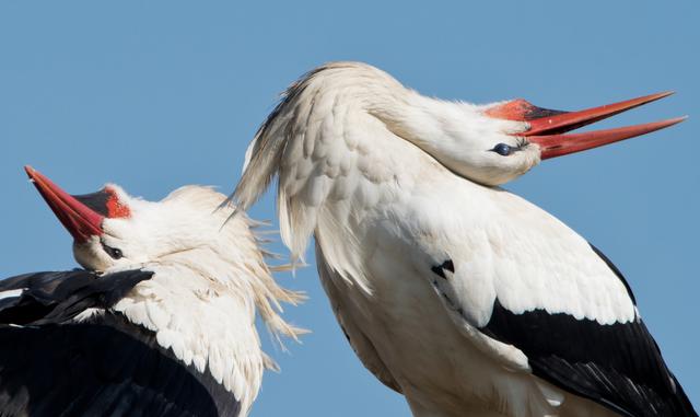 Das Geheimnis des Storchenklapperns: Warum machen sie es? Das Geheimnis des Storchenklapperns: Warum machen sie es?
