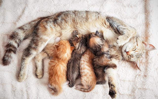 Warum kneten Katzen ihre Pfoten? Die Ursprünge dieses Verhaltens Warum kneten Katzen ihre Pfoten? Die Ursprünge dieses Verhaltens