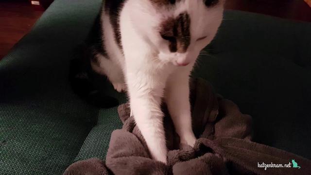 Der "Milchtritt": Warum Katzen mit den Pfoten kneten Der "Milchtritt": Warum Katzen mit den Pfoten kneten