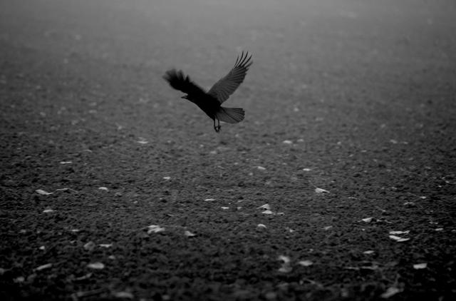 Krähenphänomen in Gießen: Tausende Vögel fliegen abends in die Stadt Krähenphänomen in Gießen: Tausende Vögel fliegen abends in die Stadt