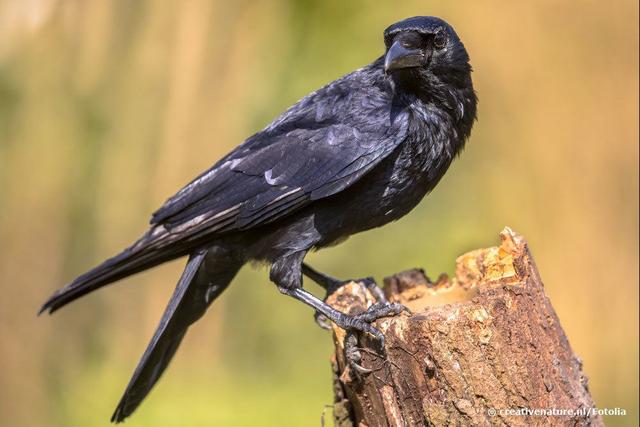 Vogelschwarm in Gießen: Warum zieht es Krähen in die Stadt? Vogelschwarm in Gießen: Warum zieht es Krähen in die Stadt?